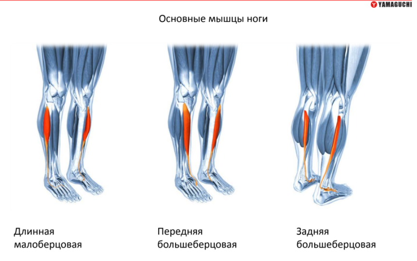 Мышцы ног фото и описание